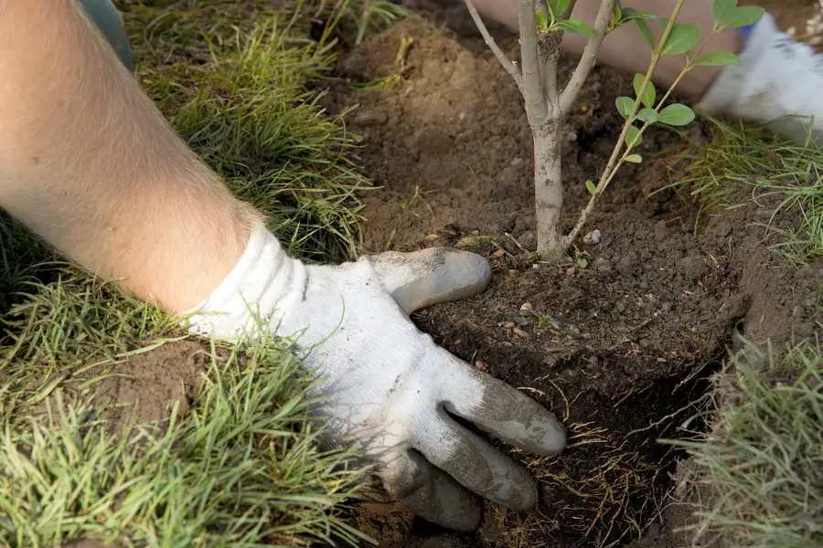 Common Mistakes To Avoid During Tree Planting Projects Yorktown VA Common Mistakes To Avoid During Tree Planting Projects Yorktown VA