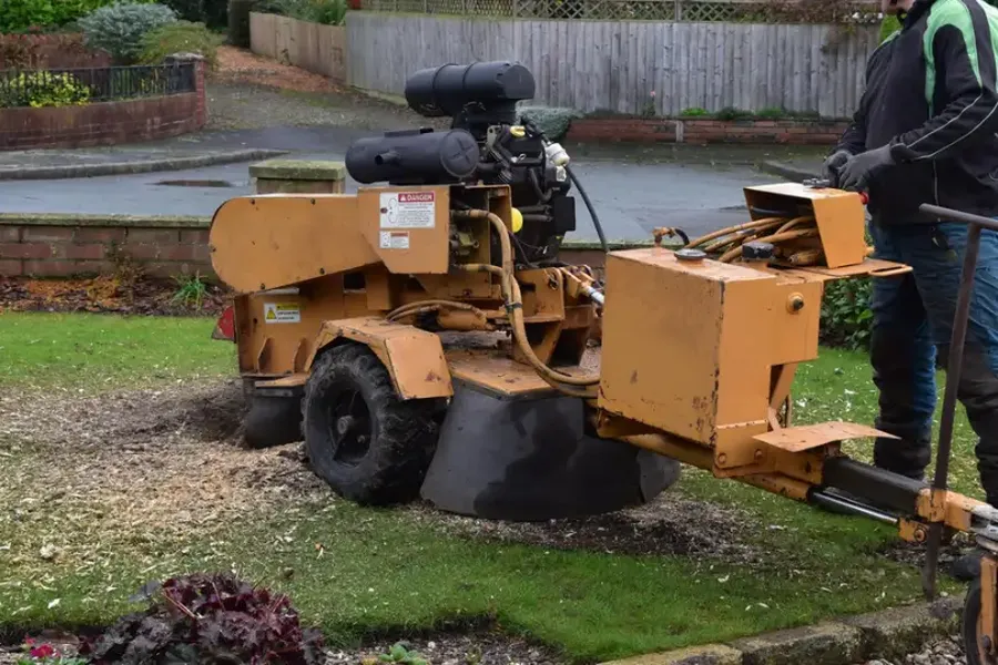How Stump Grinding Helps Prevent Future Tree Growth Yorktown VA