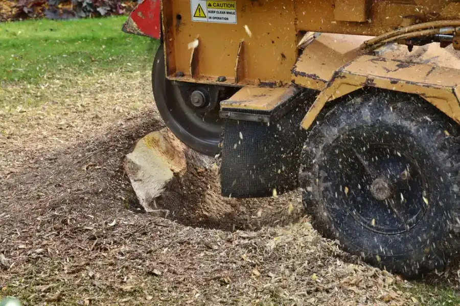 How Stump Grinding Helps Prevent Future Tree Growth in Yorktown VA