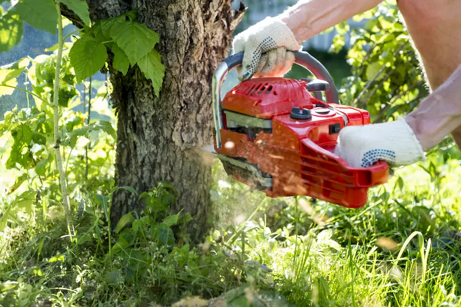 The Role Of Tree Removal In Preventing Pest Infestations in Yorktown VA The Role Of Tree Removal In Preventing Pest Infestations in Yorktown VA