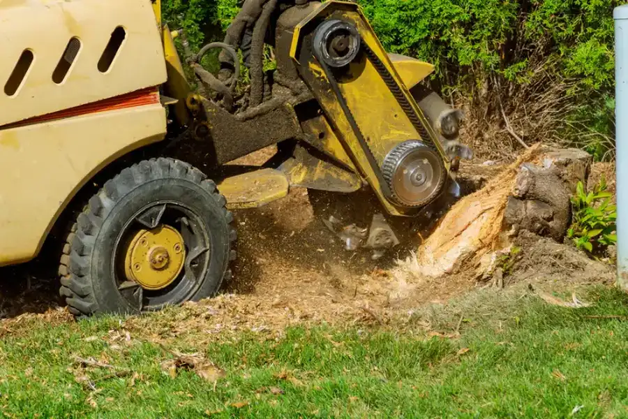 What To Expect During A Stump Grinding Process Yorktown VA