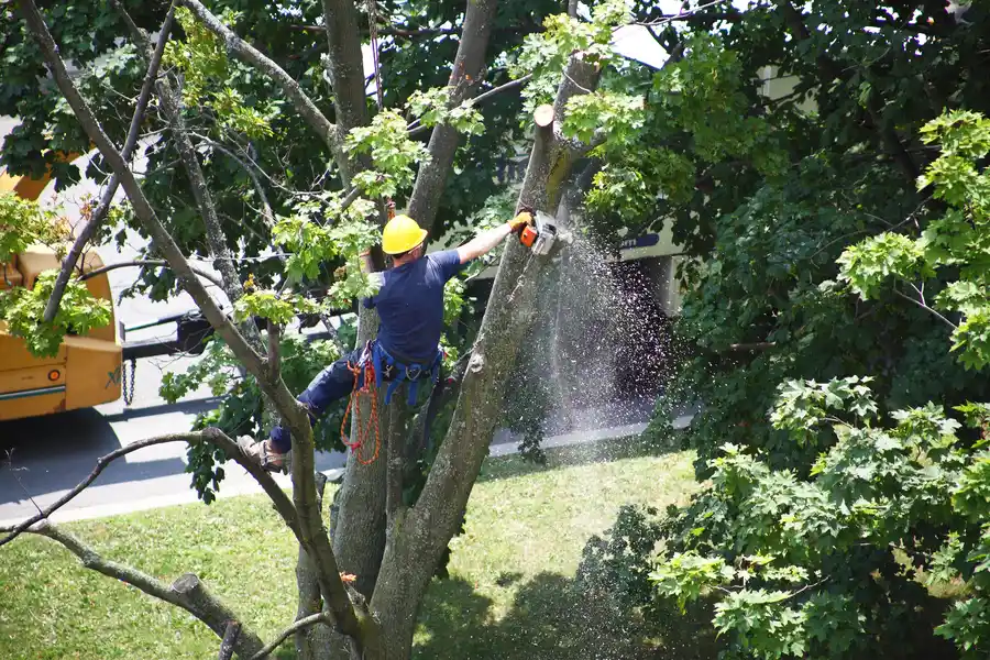 Why Tree Removal Is Essential After Storm Damage in Yorktown VA Why Tree Removal Is Essential After Storm Damage in Yorktown VA